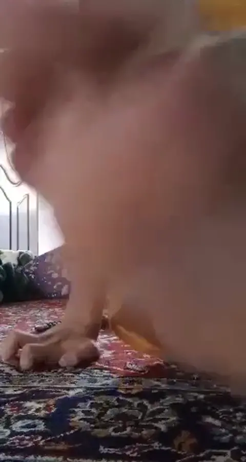 Premium Video 317